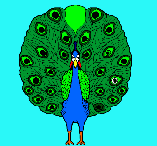 Pavo real