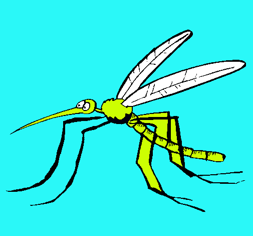 Mosquito