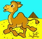 Dibujo Camello pintado por roberto4