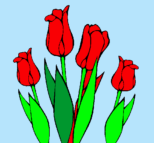 Tulipanes