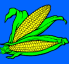 Dibujo Mazorca de maíz pintado por MASORCA