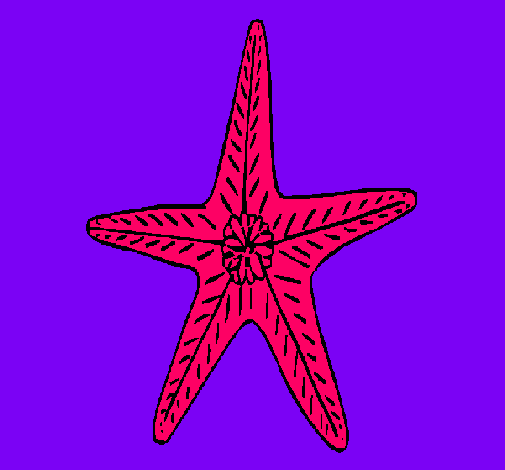 Estrella de mar