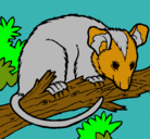 Dibujo Ardilla possum pintado por alei