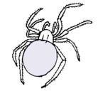 Dibujo Araña venenosa pintado por pu