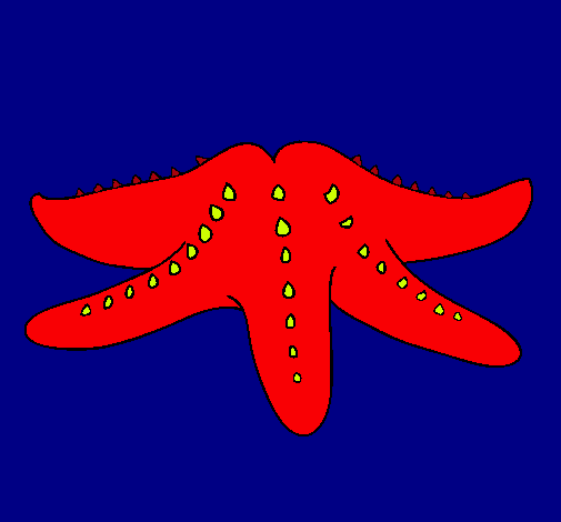 Estrella de mar