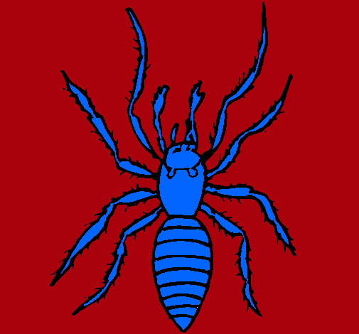 Araña tigre