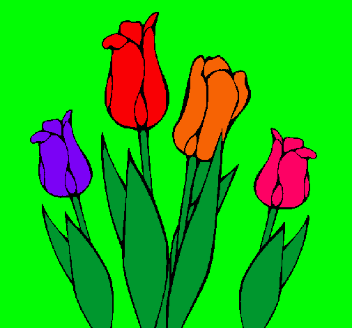 Tulipanes