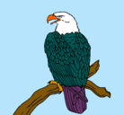 Dibujo Águila en una rama pintado por piku