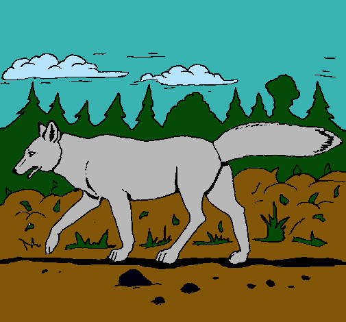 Coyote