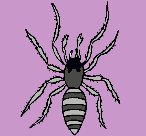 Araña tigre