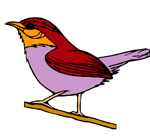 Pájaro silvestre