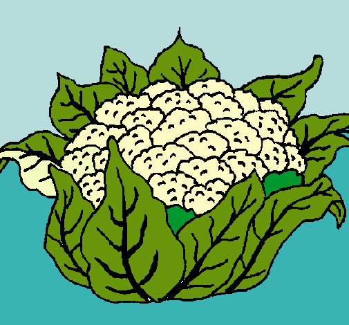 coliflor