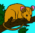 Dibujo Ardilla possum pintado por dt6u