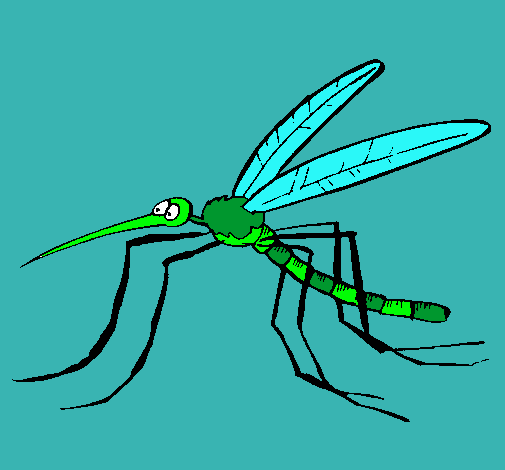 Mosquito