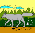 Dibujo Coyote pintado por animales