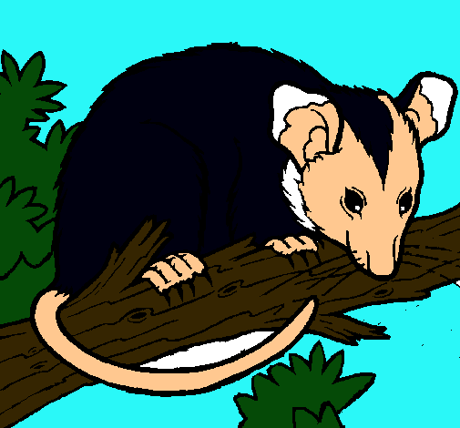 Ardilla possum