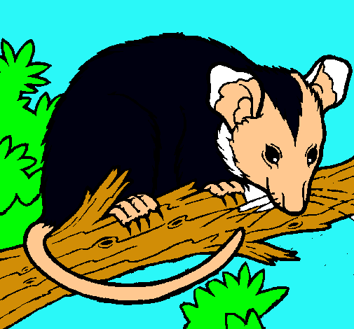 Ardilla possum