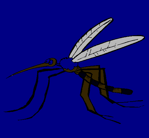 Mosquito