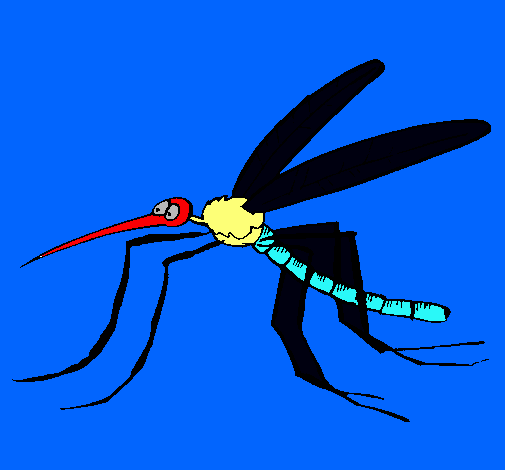 Mosquito