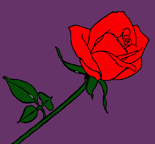 Rosa