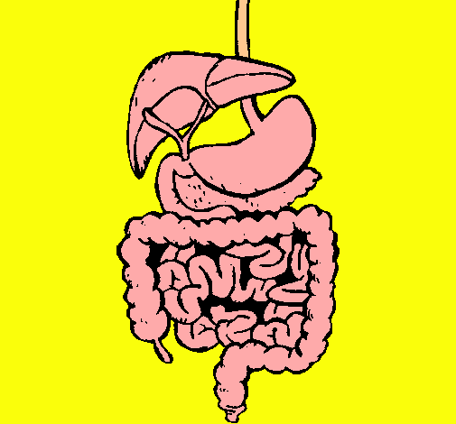 Intestinos