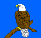 Dibujo Águila en una rama pintado por alejandrox