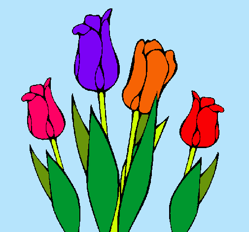 Tulipanes