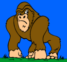 Dibujo Gorila pintado por darz
