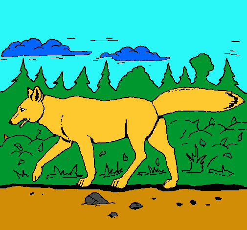 Coyote