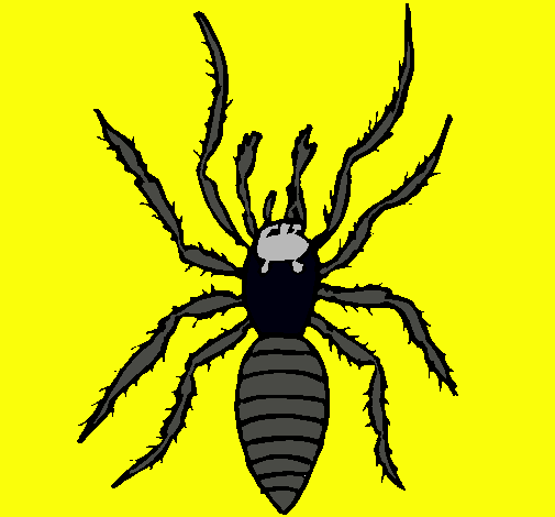 Araña tigre