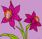 Dibujo Orquídea pintado por Luisareina