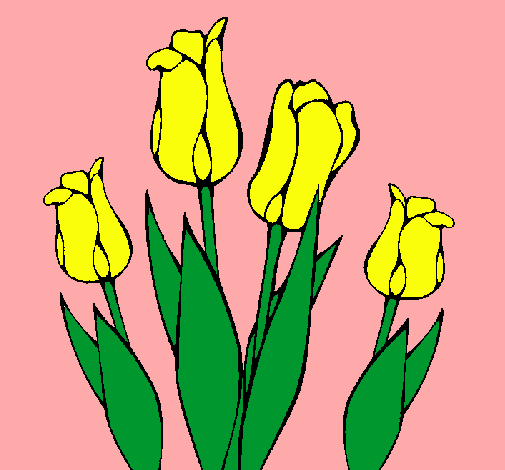 Tulipanes