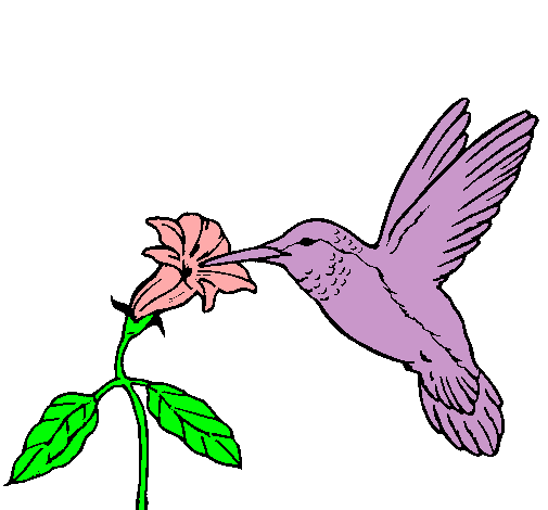 Colibrí y una flor