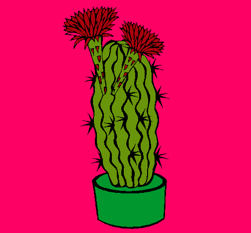 Cactus con flores