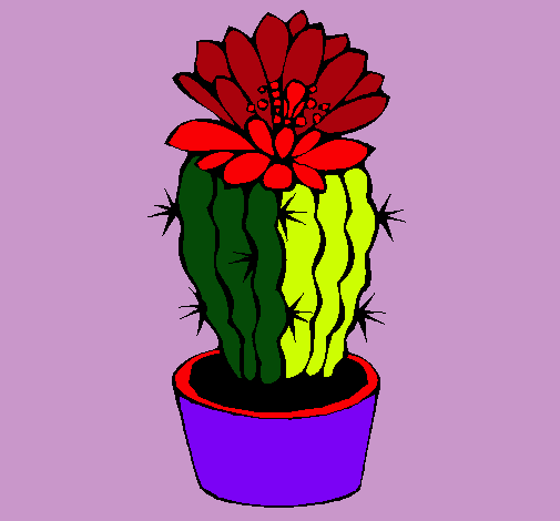 Cactus con flor