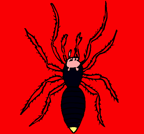 Araña tigre