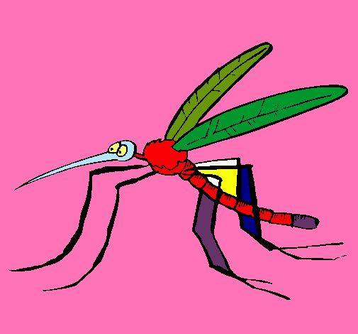 Mosquito