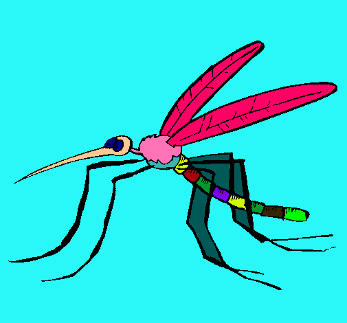 Mosquito