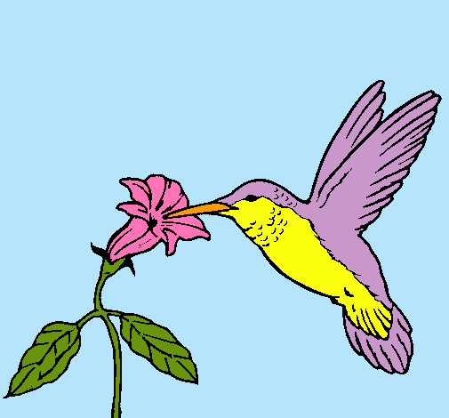 Colibrí y una flor