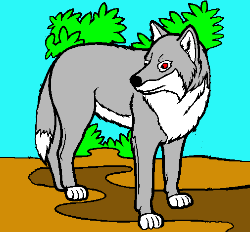 Lobo