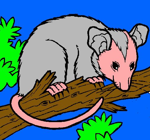 Ardilla possum