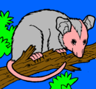 Dibujo Ardilla possum pintado por sulawijo