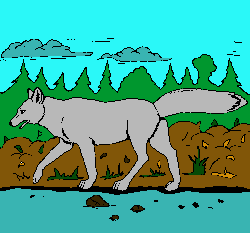 Coyote