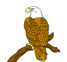 Dibujo Águila en una rama pintado por pipink12