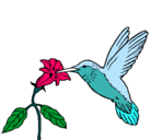 Dibujo Colibrí y una flor pintado por cilibri
