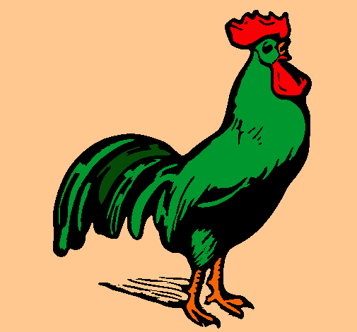 Gallo gallardo