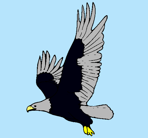 Águila volando