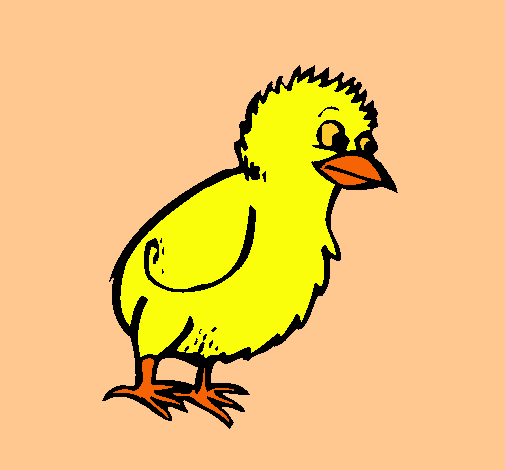 Pollito