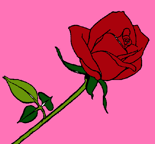 Rosa