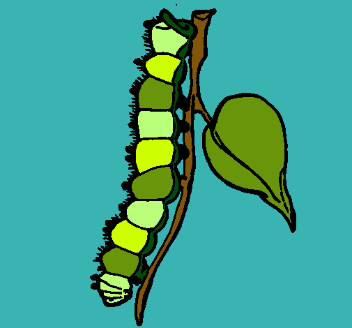 Oruga